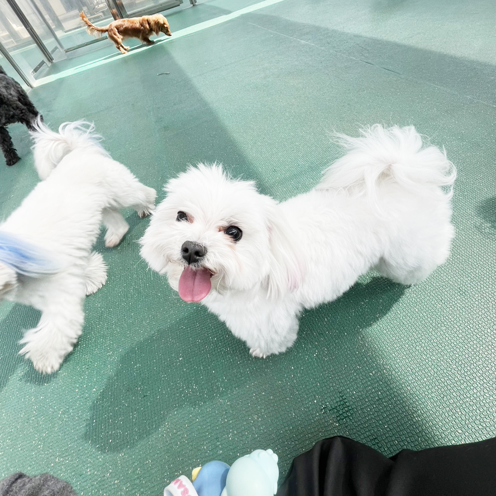生徒が撮影したモデル犬たち♪①